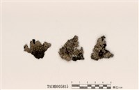 藏品(緣毛梅衣屬)的圖片